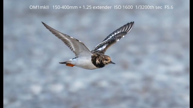 Bird Photography in North Norfolk смотреть онлайн