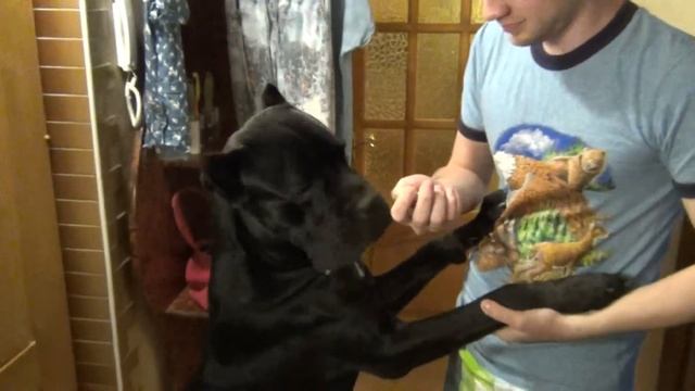 Cane Corso Dog And Unfamiliar Sound, собака Кане Корсо и незнакомый звук