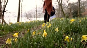 William Wordsworth's daffodils poem (I wandered lonely as a cloud)