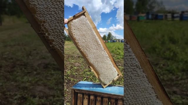 Сотовый мёд - урожай 2024 года смотреть онлайн