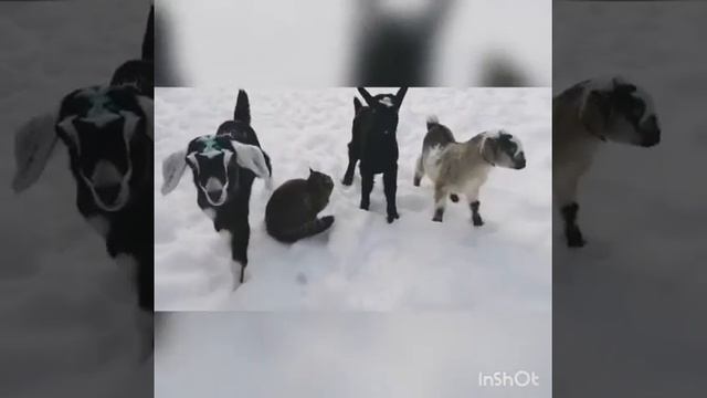 Усатый Нянь смотреть онлайн