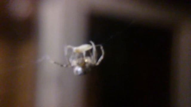 Паук делает кокон