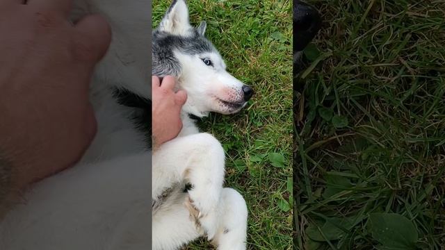 Собачий полив смотреть онлайн