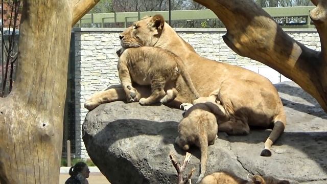 3 African Lion Cubs | 32 Minutes of Cuteness | Lincoln Park Zoo April 19 2023 смотреть онлайн