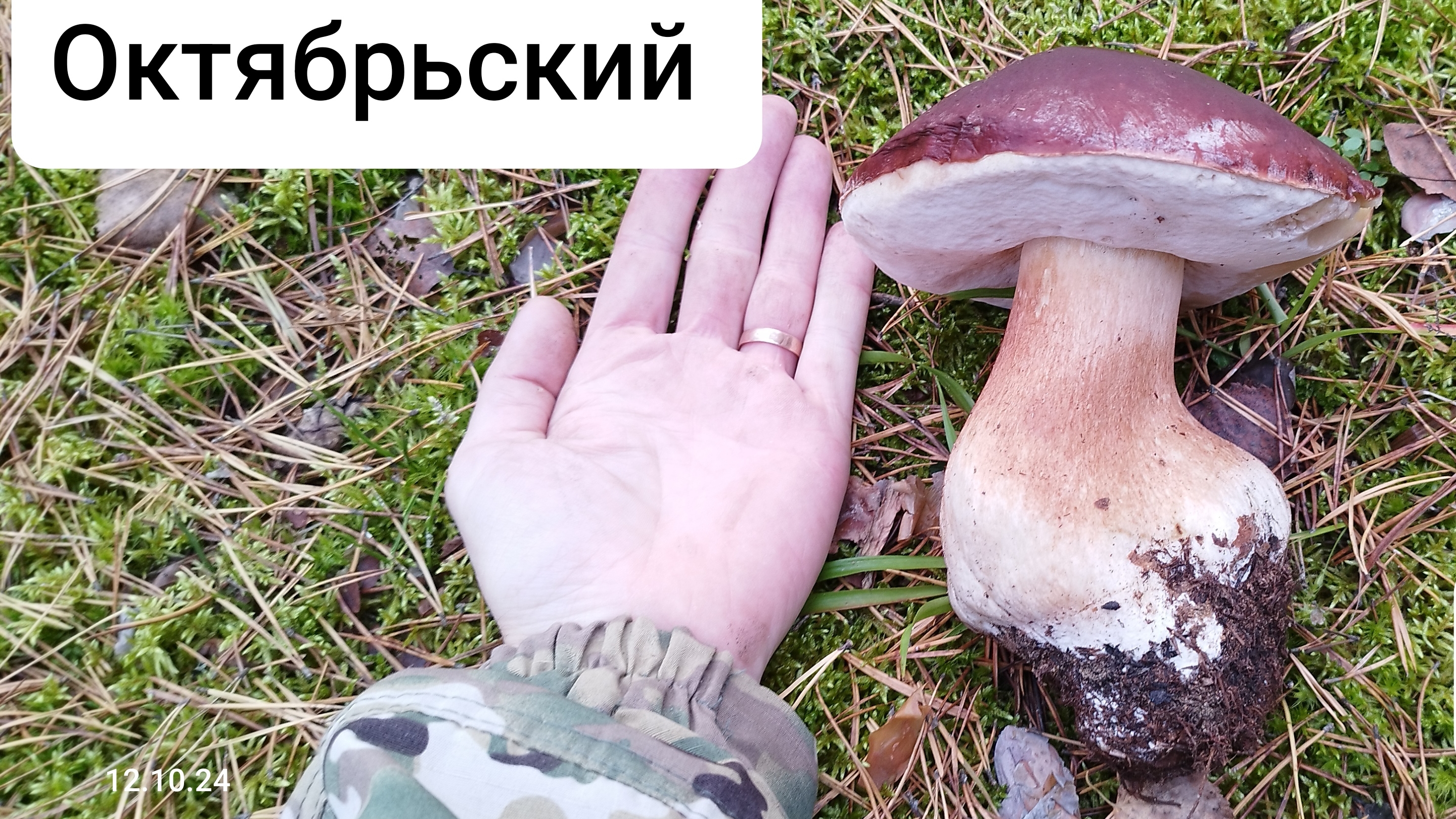 Гриб боровик ждал меня . 😃 смотреть онлайн