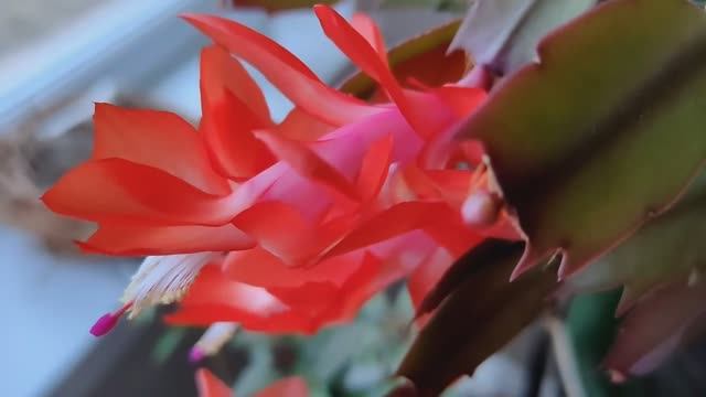 Февральские будни! Немного о моих растениях! смотреть онлайн