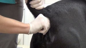 Параанальные железы у собак, как чистить. Причины и профилактика. #canecorso #dogs #собаки