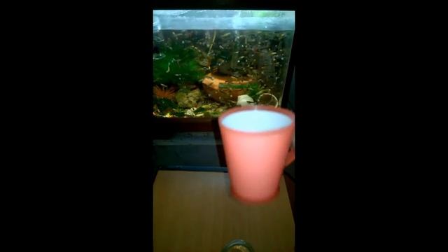 My Breeding and Hybrid Guppies Fish Edited Video смотреть онлайн