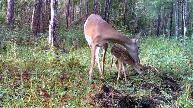 BABY FAWN HAS THE 
