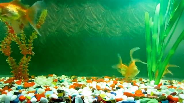 Animated Wallpaper and Desktop Backgrounds Aquarium mpg смотреть онлайн