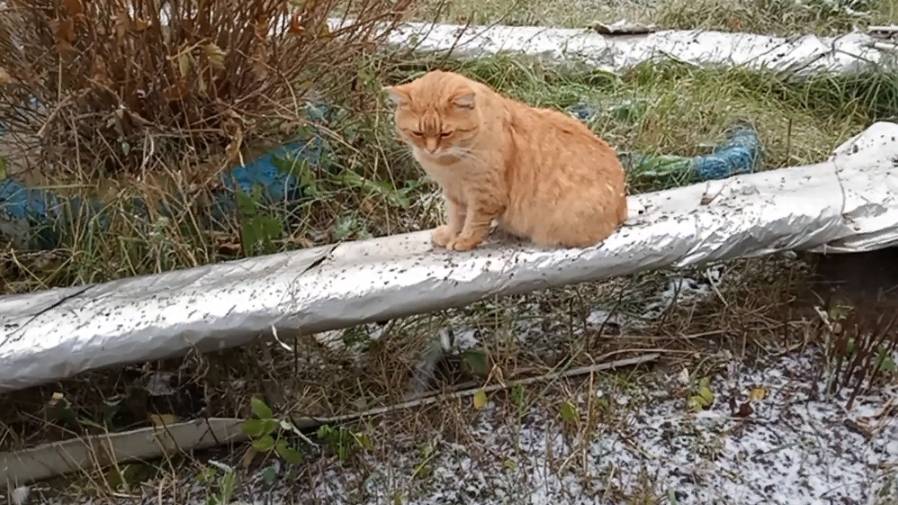 Первый снег смотреть онлайн