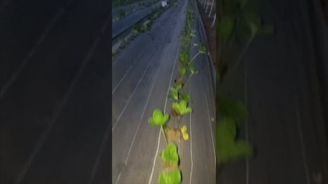 высадили последний кустик клубники #клубника #огород #сад #farming #садоводство #лето #теплица смотреть онлайн