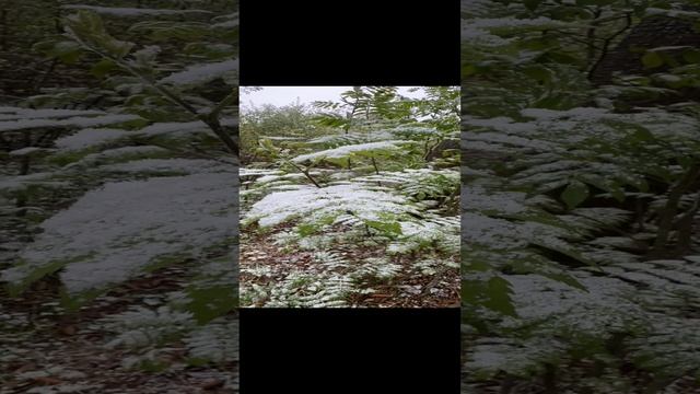 Майский снег