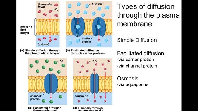 BI101 UNIT 5 CELL MEMBRANE STRUCTURE AND FUNCTION смотреть онлайн