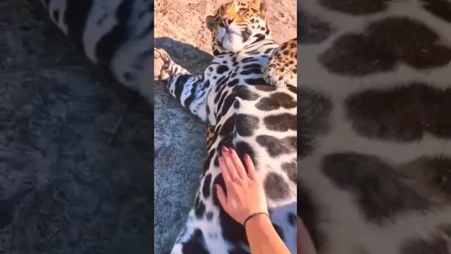 LEOPARD# смотреть онлайн