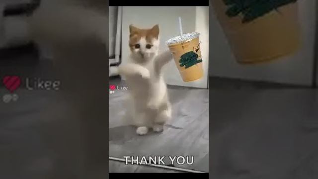 💗
танцующий котик 💗 смотреть онлайн