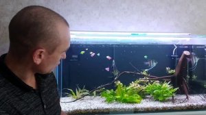 ГСК - корм для аквариумных рыбок. Первое кормление.