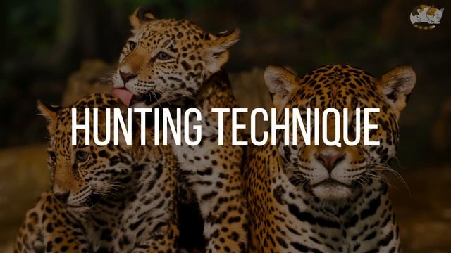 Jaguar Vs Leopard Fight Comparison || Who Would Win? || Leopard Vs Jaguar Difference смотреть онлайн
