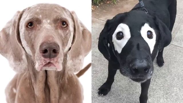 Самые_Редкие_Животные_в_Мире