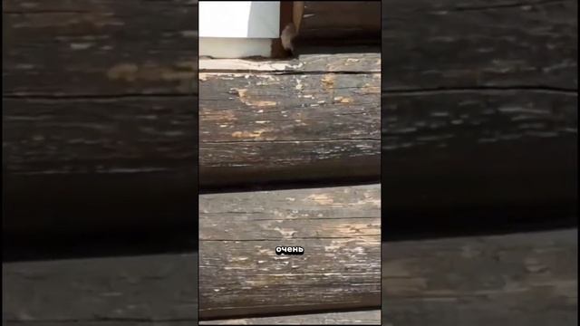Прислушивайтесь к советам профессионалов или вы будете платить дважды 😐 #иваново #срубы #шлифовка смотреть онлайн