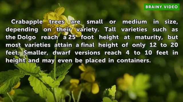 How Fast Do Crabapple Trees Grow? смотреть онлайн