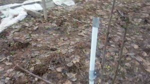 Черешни Дрогана, Валерий Чкалов и Франц Иосиф весной в Ленинградской области