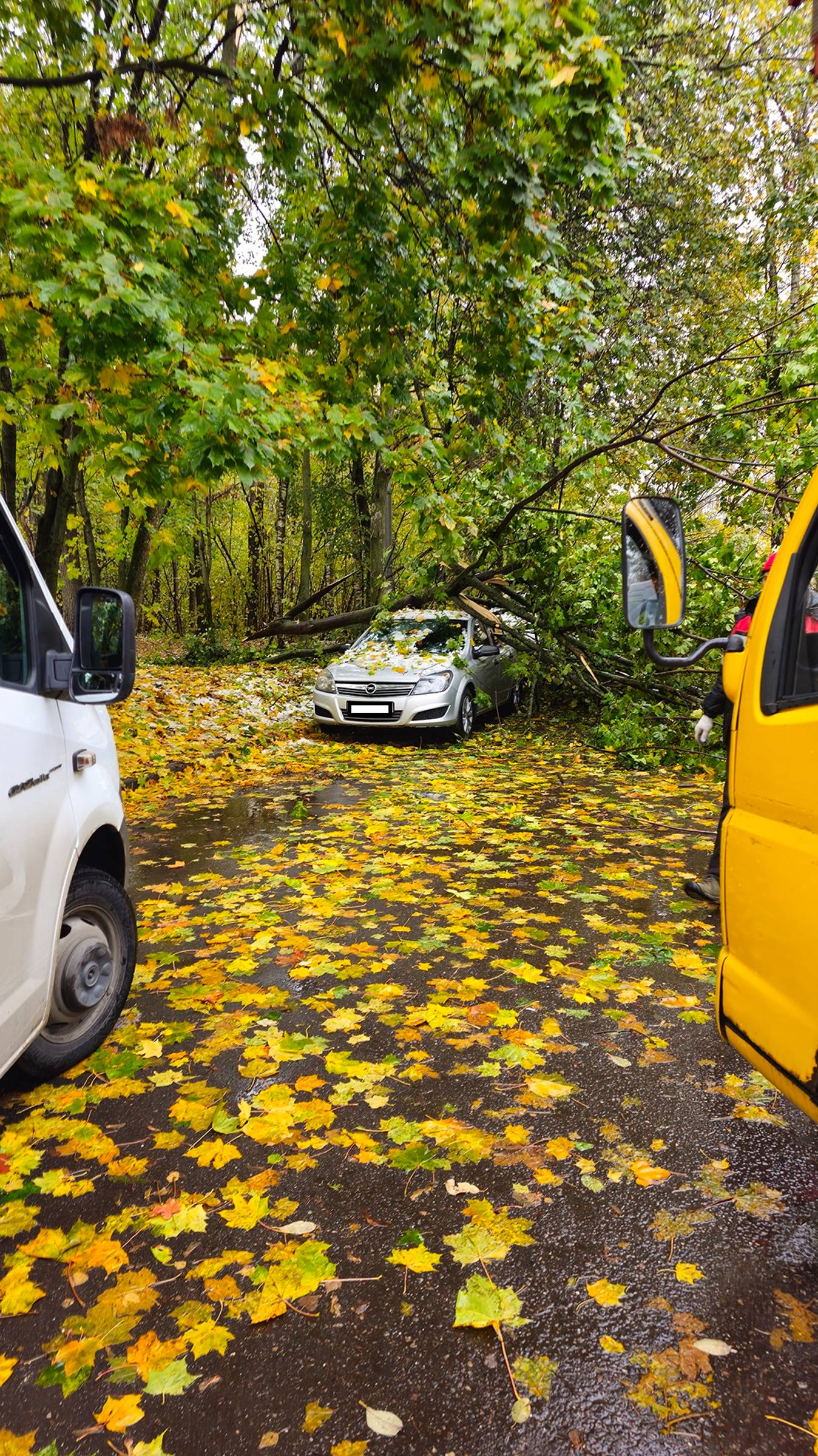последствия снегопада в Москве 14.10.2024 смотреть онлайн