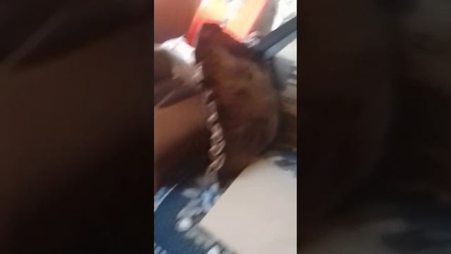 износоустойчивость плитки!