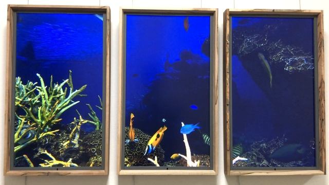 atmoph window 2 紹介動画16 京都水族館の大水槽,京都, 日本,(Kyoto Aquarium Large Aquarium, Kyoto, Japan) смотреть онлайн