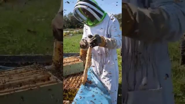 #ЯПчеловод Юрий Метелица. Смоленск. Опыт с 2011. 15 станционных точков. 115 ловушек для роёв. смотреть онлайн