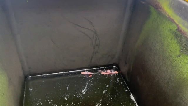 KOI DISASTER 100s OF KOI DEAD ☠️, BECAUSE OF A RUBBER BOOT FAIL WARNING NOT FOR THE FAINT HEARTED смотреть онлайн