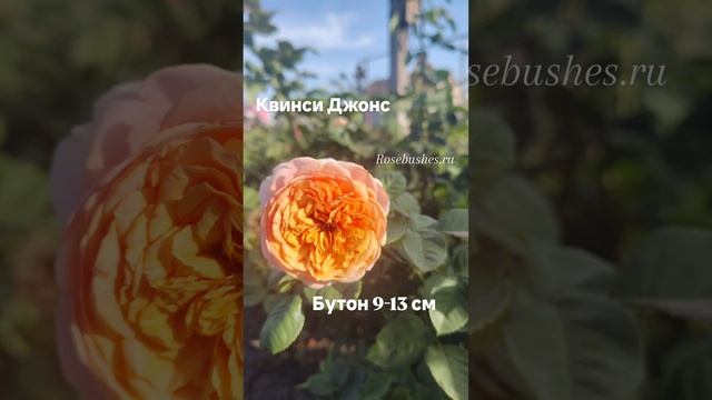 Роза Квинси Джонсp смотреть онлайн