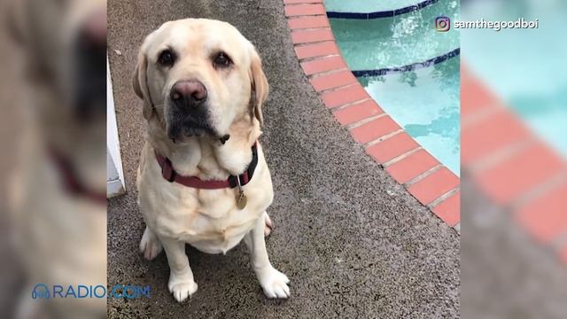 Genius Dog Unlocks Door After Owner Gets Locked Out смотреть онлайн