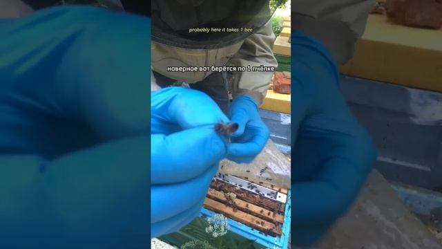 #ЯПчеловод Юрий Л. Пасека в Тульской области. Как доят пчёл ради маточного молочка (шутка) смотреть онлайн