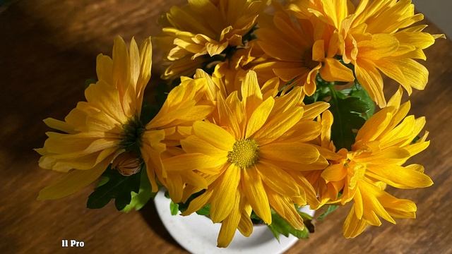 iPhone 11 Pro vs. Nokia Lumia 1020 смотреть онлайн