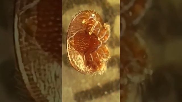 #ЯПчеловод Шевкет. Узбекистан. Кочевая пасека. смотреть онлайн