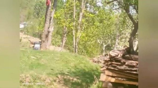 Beautiful bloosoms/flowers of apples trees