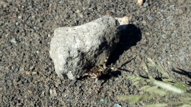Тарантулы в Нагорском. смотреть онлайн