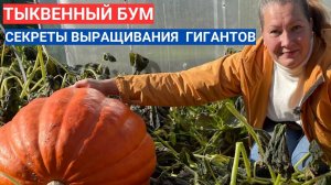 КАК ВЫРАСТИТЬ БОЛЬШУЮ ТЫКВУ - ТАКИХ ВЫ НЕ КУПИТЕ В МАГАЗИНЕ . КОГДА ПРИЩИПЫВАТЬ ТЫКВУ.