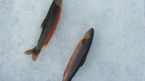 Сказки дедушки шамана. «Хранитель»