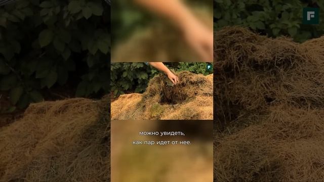 Мульчирование томатов горячей травой! смотреть онлайн