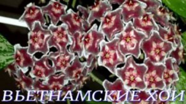 №956/ БЫСТРАЯ пересадка двух ВЬЕТНАМСКИХ Хой