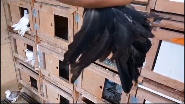 Моё новое преобретение. Новые Голуби. Голубевод Sergej Peters. Голуби/ Tauben/ Pigeons. смотреть онлайн