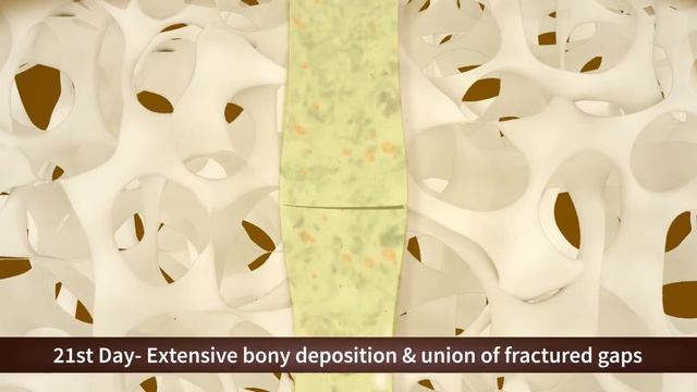 3D Animated Explainer Video by DVStudio смотреть онлайн