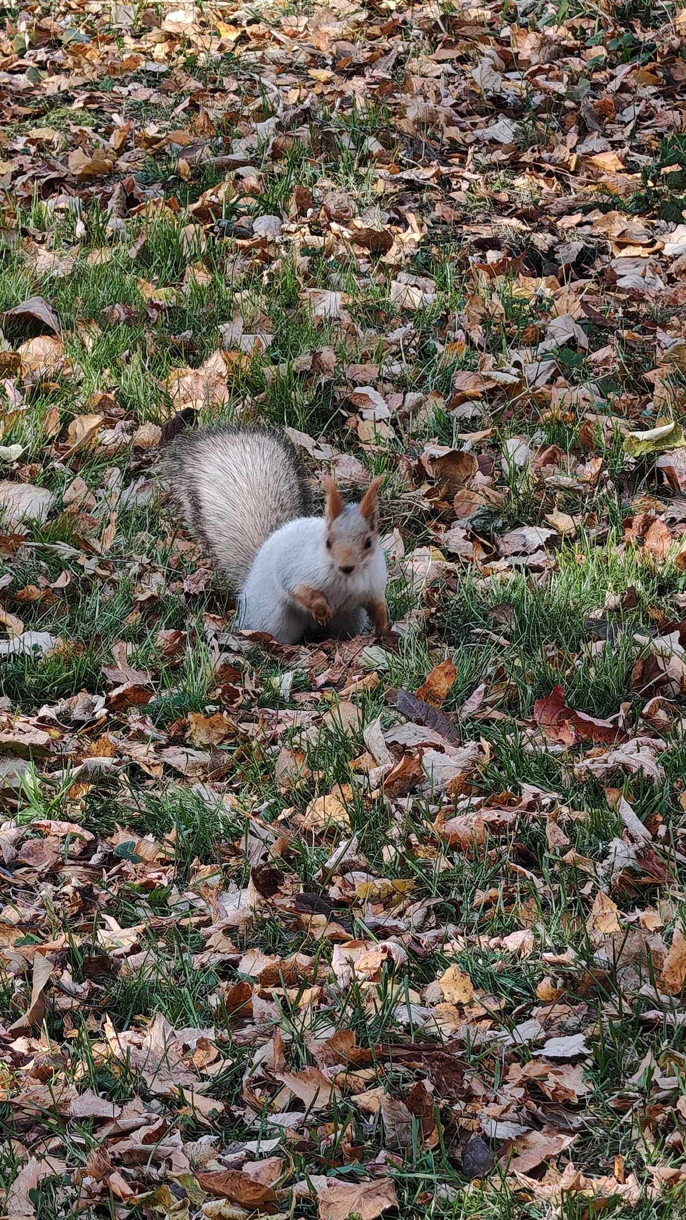 Белочки в парке Берёзовая роща (часть 1) смотреть онлайн