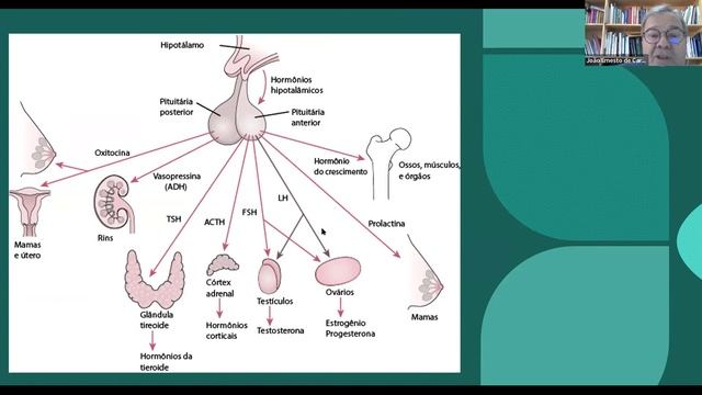 Ação de compostos bioativos e adaptógenos no Sistema Nervoso Central. смотреть онлайн
