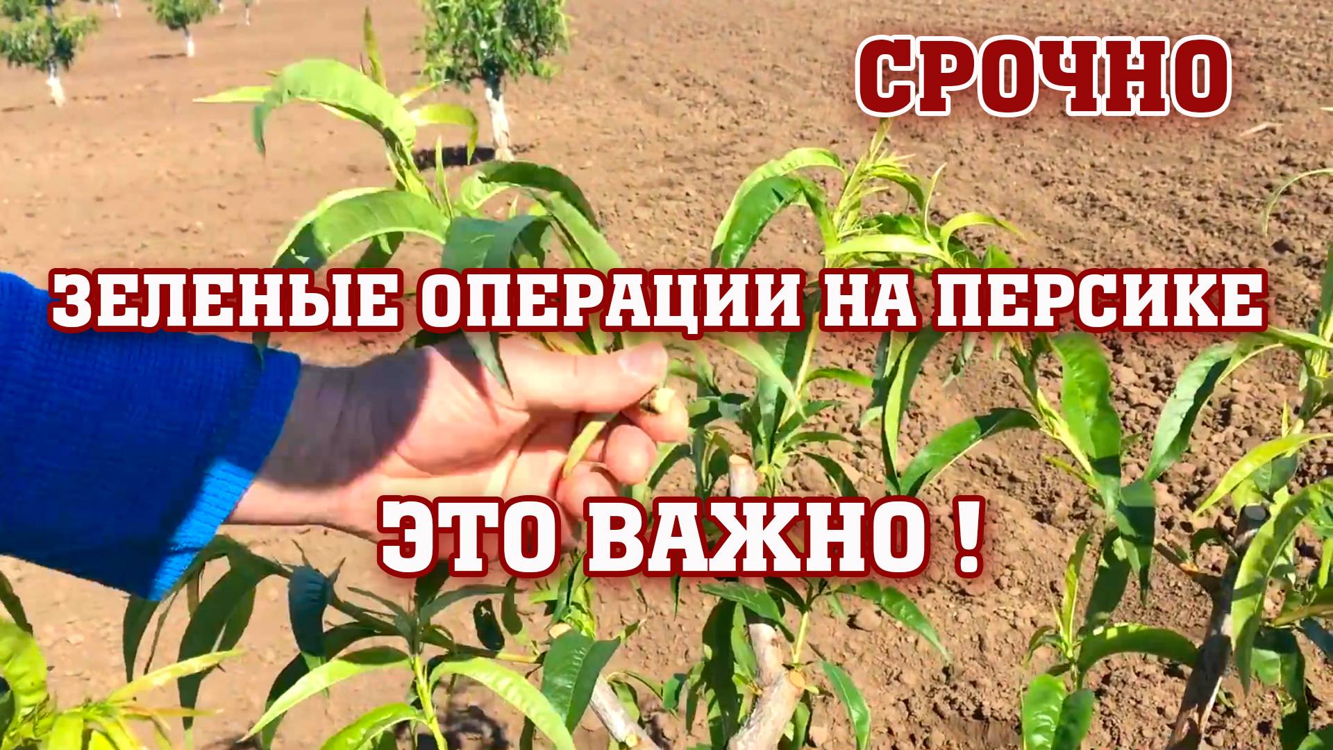 СРОЧНО!!! Зеленые операции на ПЕРСИКЕ⧸опытный участок смотреть онлайн