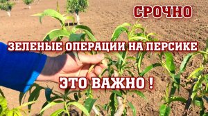 СРОЧНО!!! Зеленые операции на ПЕРСИКЕ⧸опытный участок