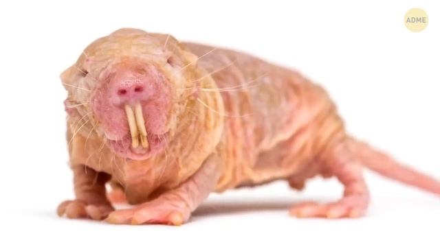 14_страшных,_но_не_опасных_животных