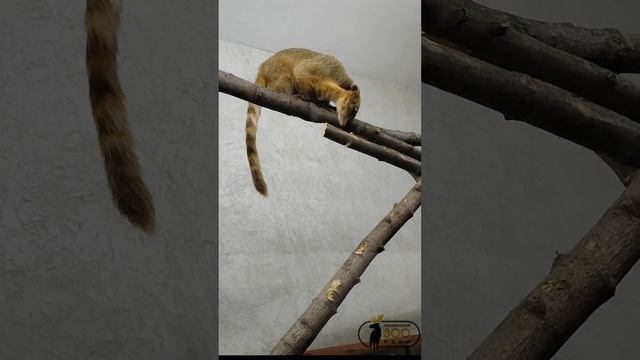 Пензенский Зоопарк - Клип @zoo_pnz смотреть онлайн